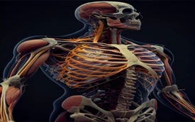 Anatomia topográfica